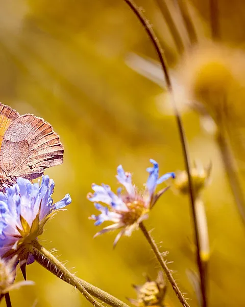 meadow1689167.jpg